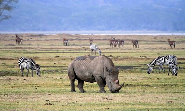 Ngorongoro Crater Day Trip - Ngorongoro Crater day tour