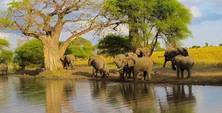 Tarangire National Park Day Trip - Tarangire National Park day tour