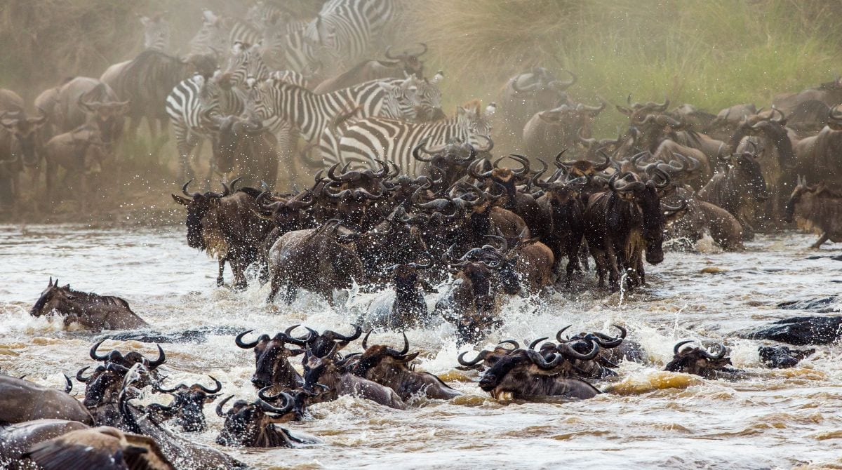 Image Slider No: 1 Wildebeest Migration