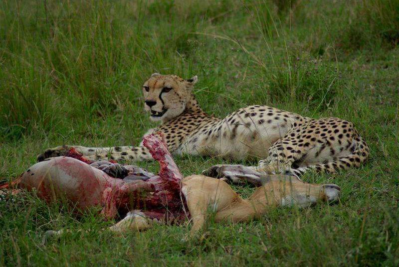 4 Days Tanzania Mid-Range Safari