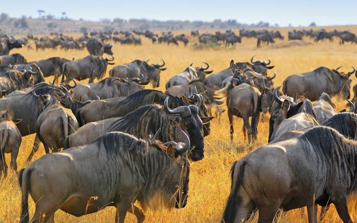 What Is the Serengeti Famous For? - Tanzania travel blog post