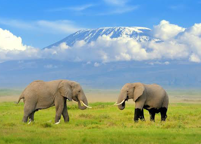When is the best time to climb Mont Kilimanjaro - A Comprehensive Guide - Tanzania Safari & Kilimanjaro Travel Blog
