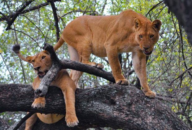 Lake Manyara National Park National Park - Tanzania Safari Destination