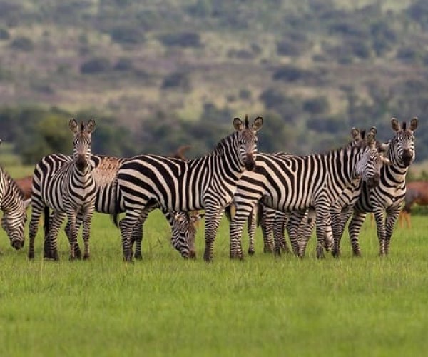 Lake Manyara National Park Tanzania Safari - Tree Climbing Lions