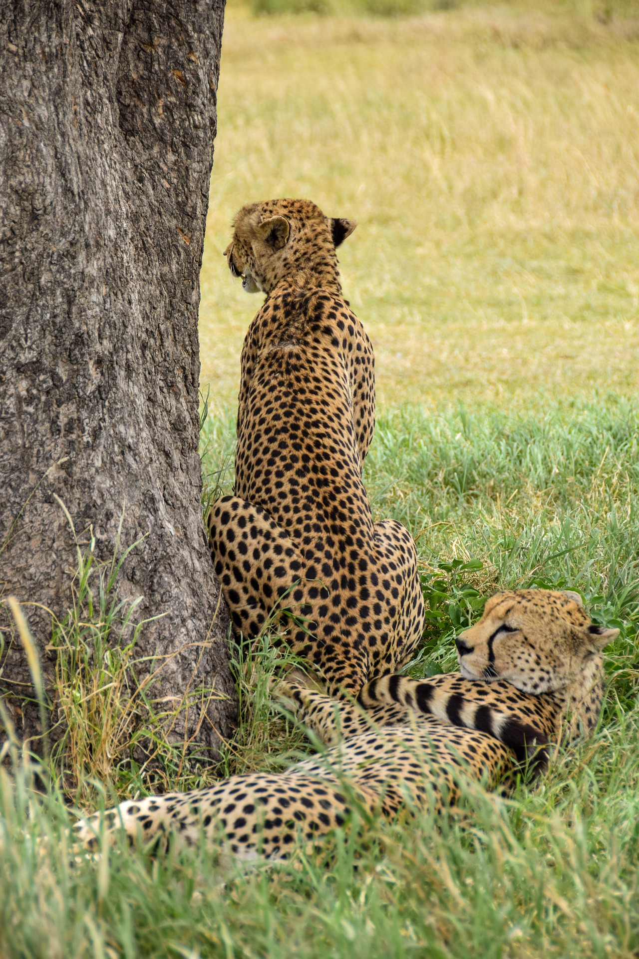 Serengeti National Park National Park - Tanzania Safari Destination
