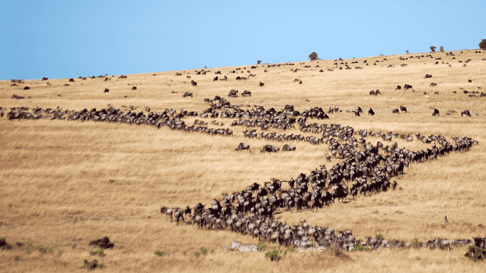 2 Days Tanzania Luxury Safari
