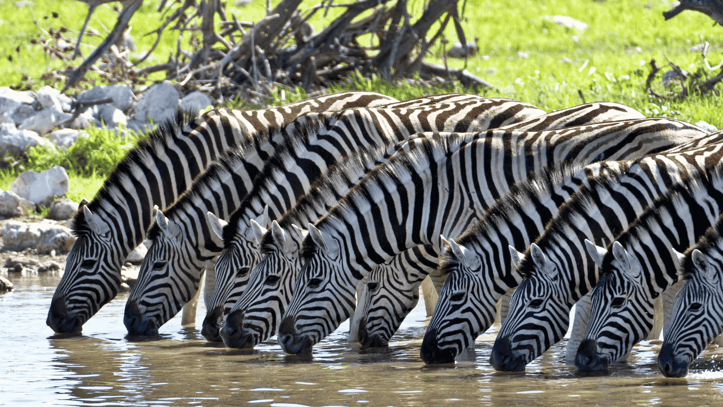 3 Days Tanzania Luxury Safari