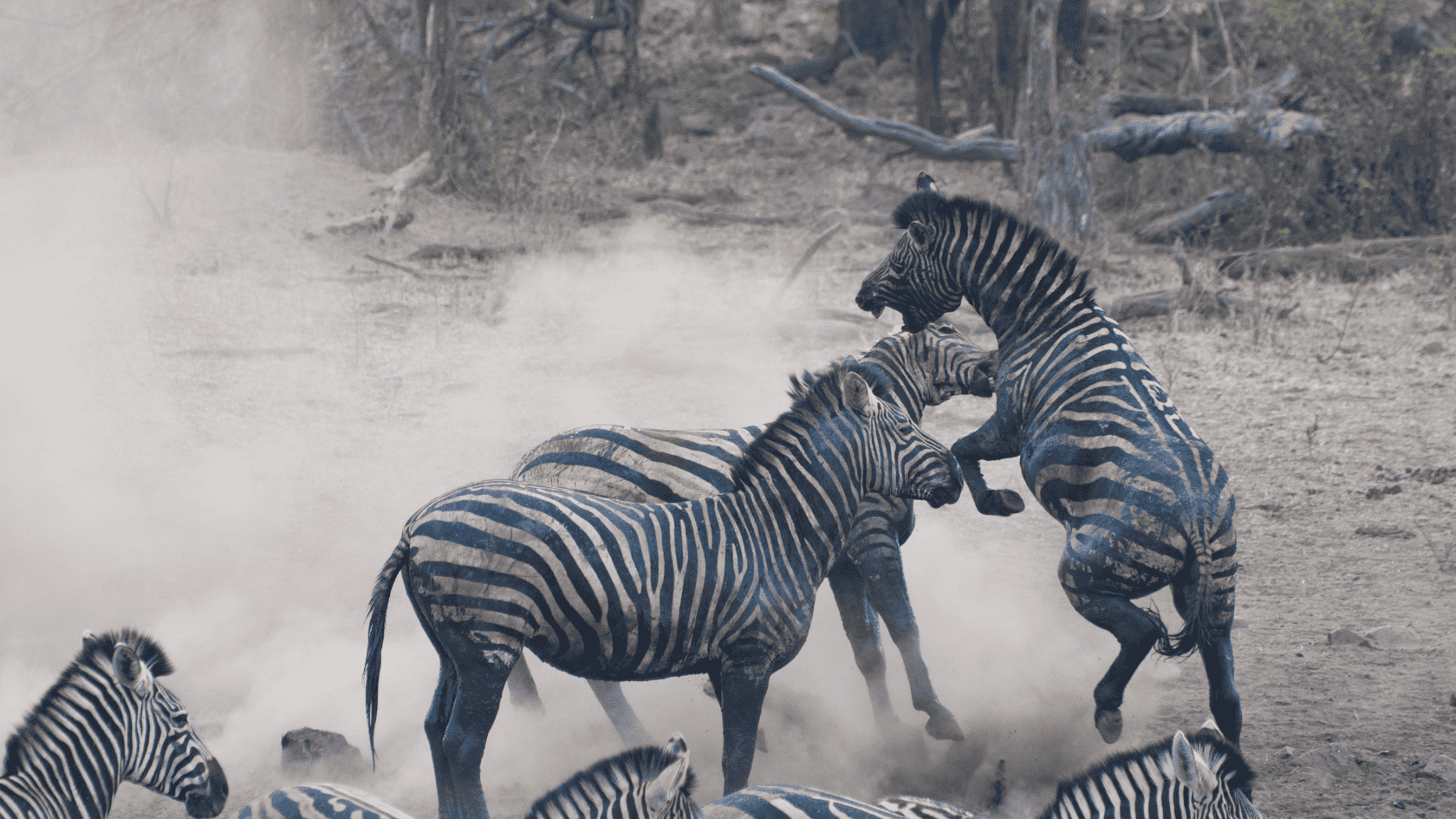 4 Days Tanzania Luxury Safari