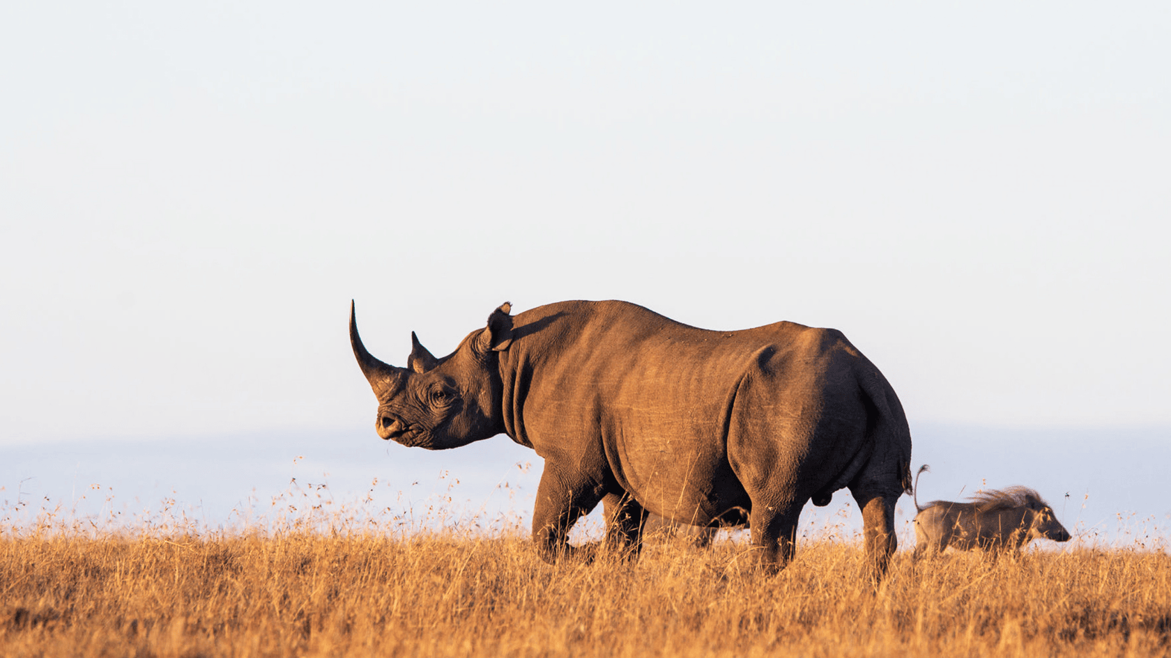 5 Days Tanzania Luxury Safari