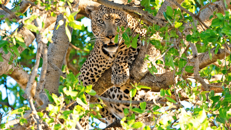 6 Days Tanzania Luxury Safari - Serengeti National Park safari tour