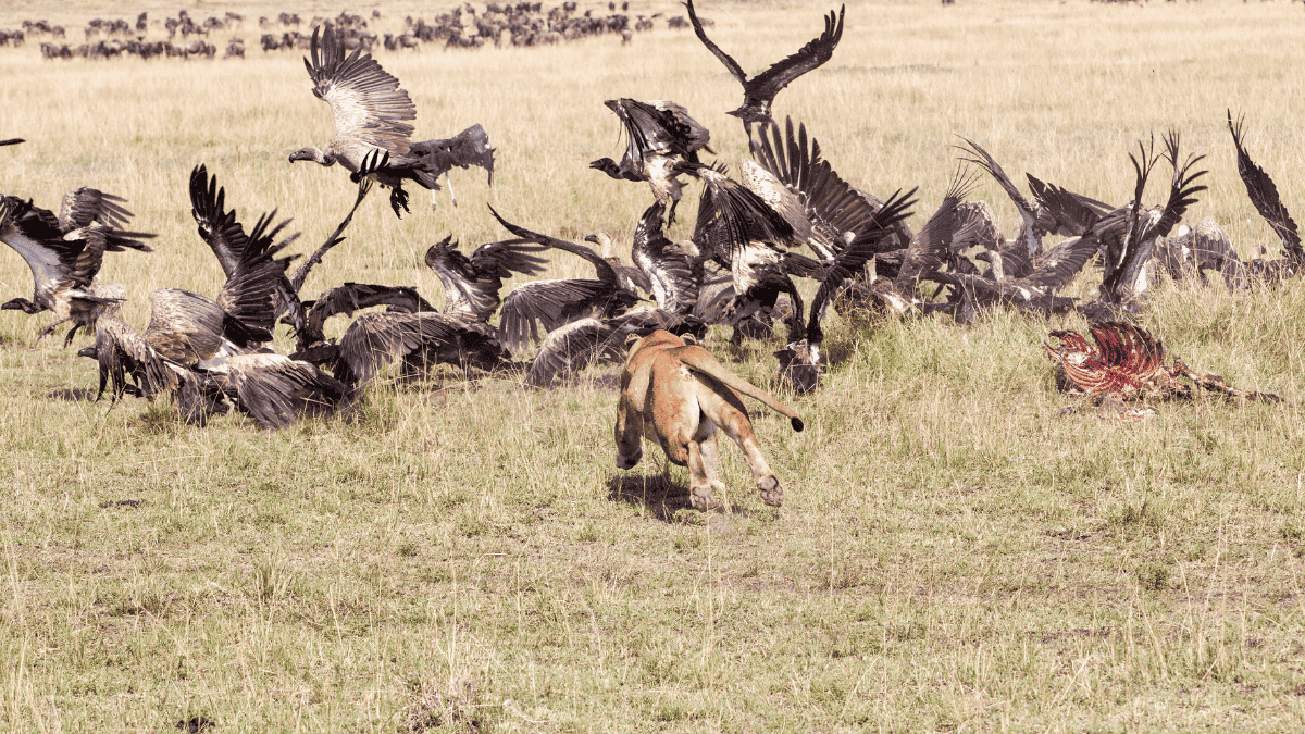 7 Days Tanzania Luxury Safari
