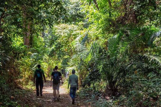 Njoro Forest Tour