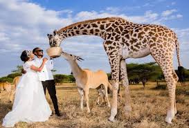 Serval Wildlife Day Tour