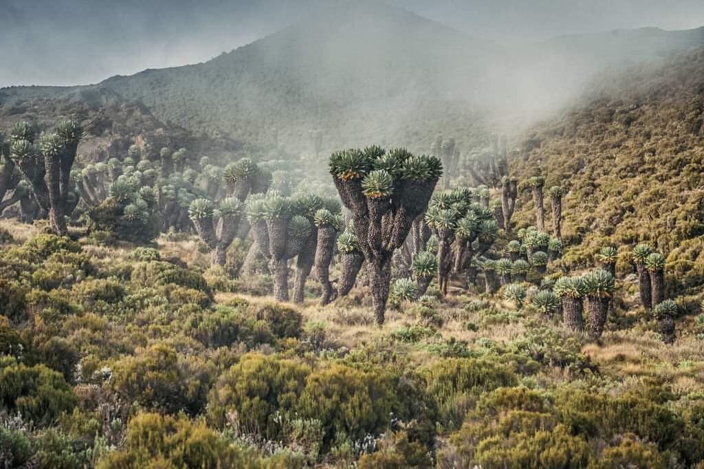 7 Days Lemosho Route - Mount Kilimanjaro National Park mountain landscape