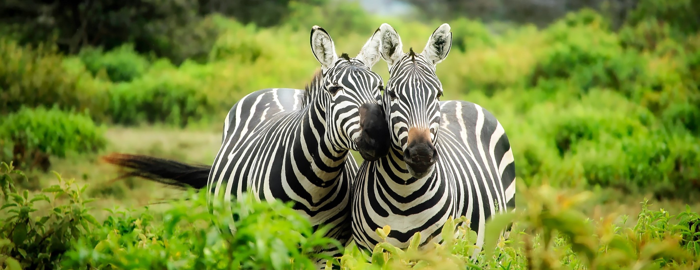Tanzania Safari & Kilimanjaro Travel Blog - Expert Travel Insights with Juhudi Expedition