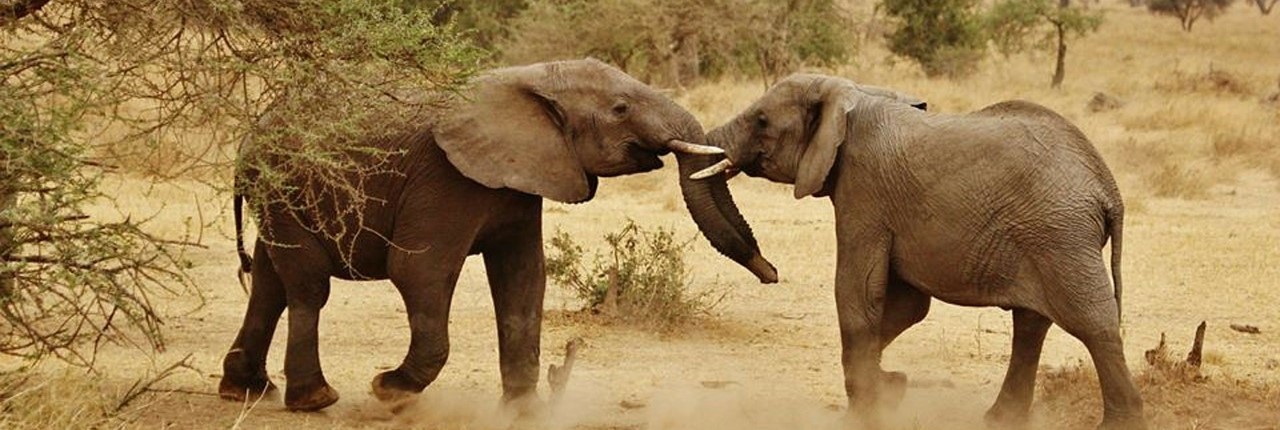 Tanzania Safari & Kilimanjaro FAQs - Expert Travel Advice with Juhudi Expedition