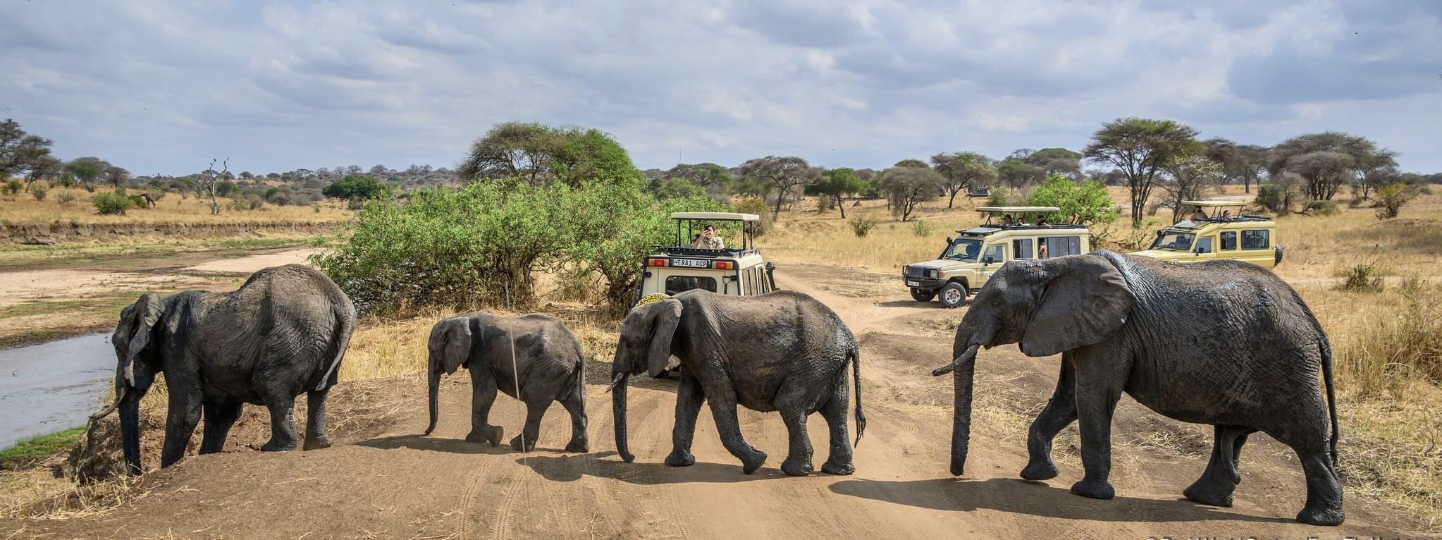 Tanzania Safari Tours - Serengeti Wildlife Adventure