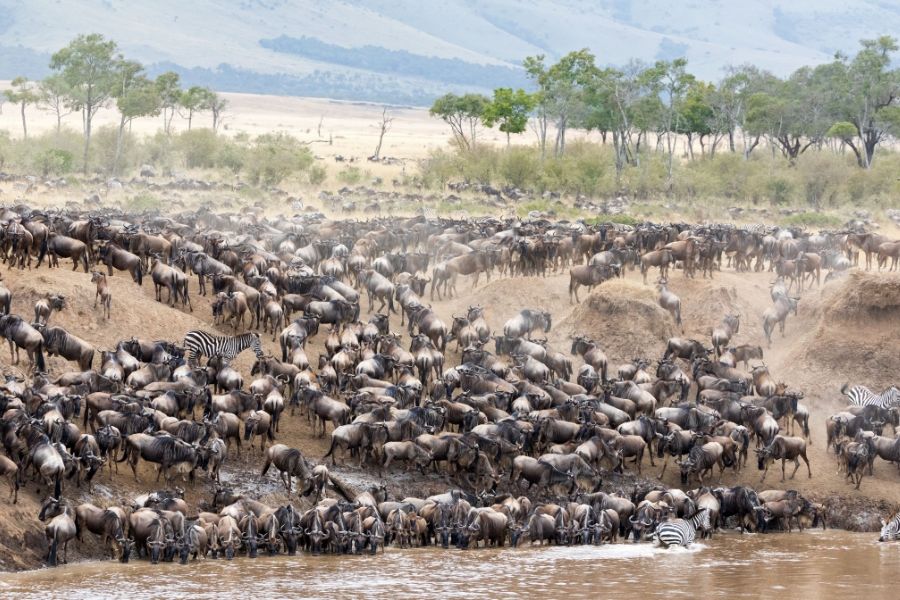Image Slider No: 4 Wildebeest Migration